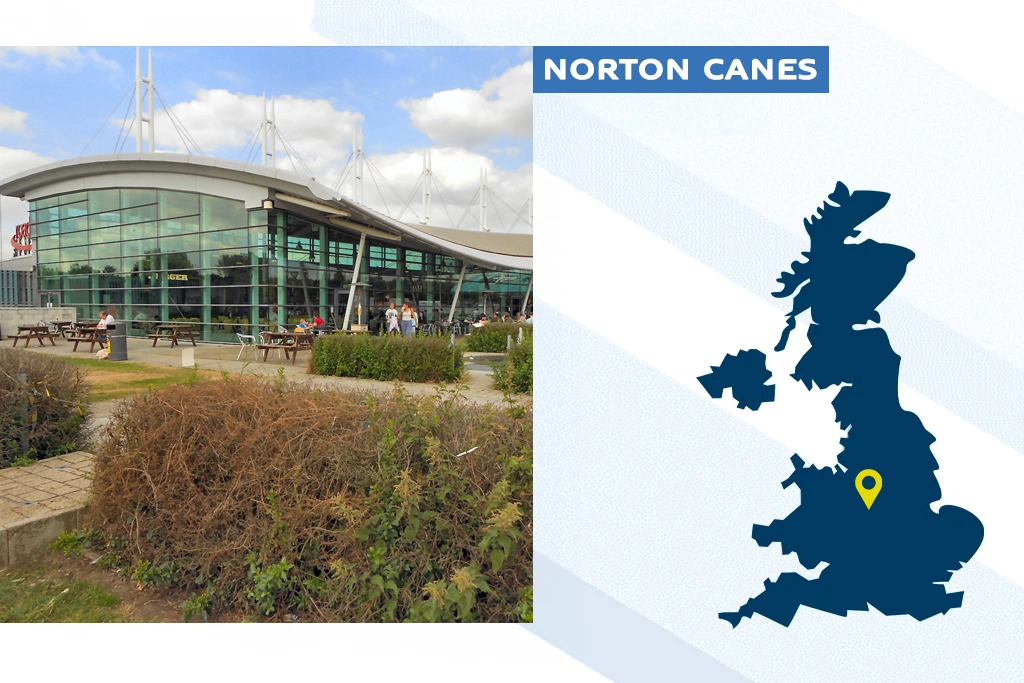 NORTON CANES